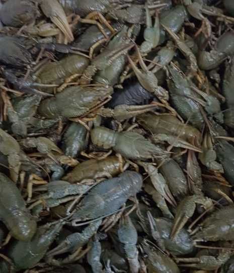 Продам живые раки