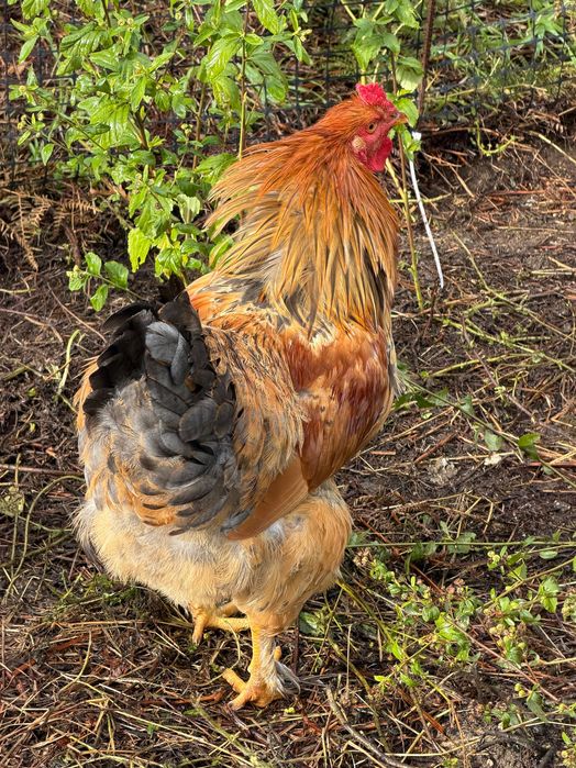 Galo Brahma e também galo da raça das galinhas poedeiras