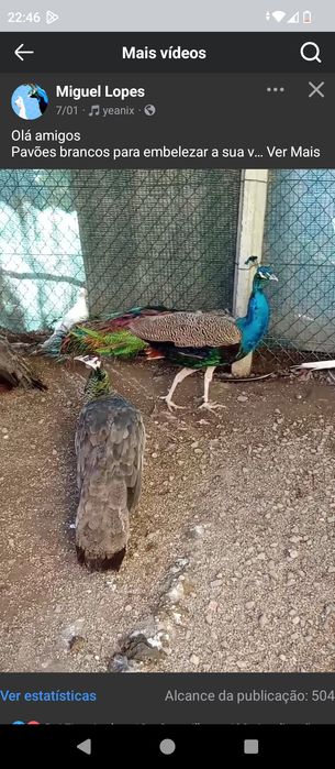 Casais ou machos adultos ,,Ler texto