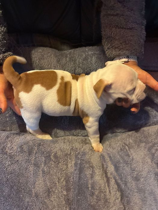 American Bully piękna suczka