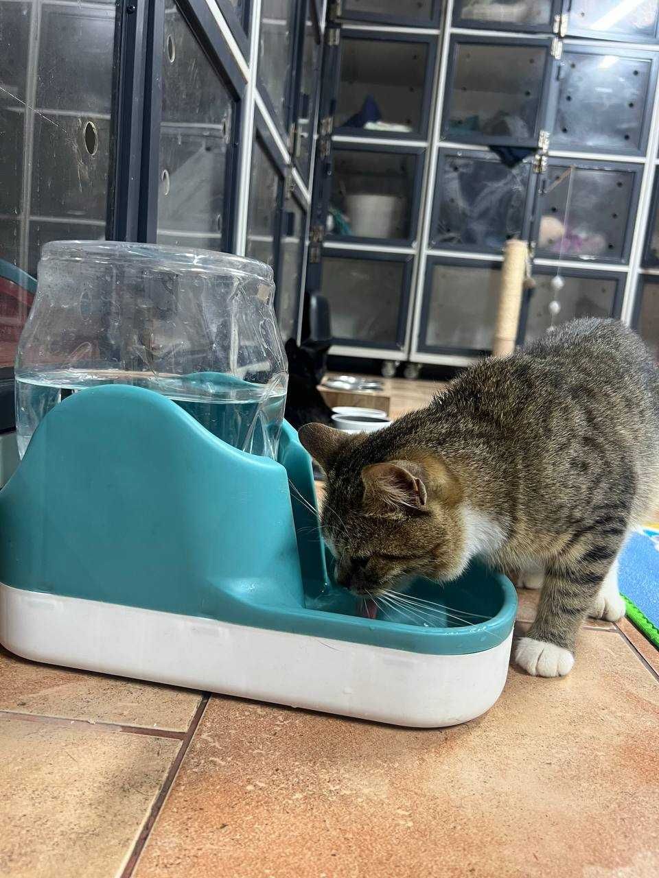 Перетримка для котів КОТОСТАНЦІЯ, м. Київ, 100грн\доба