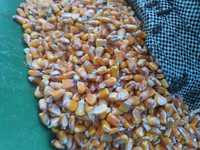 Kukurydza sucha z  gospodarstwa ziarno gniecione i c