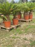 Cycas revoluta, sagowiec,palma