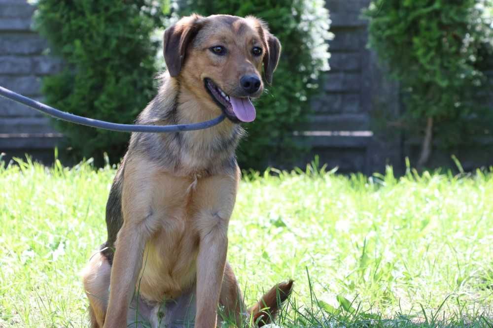 Pilne!!Fredi ok.1,5 r. bardzo spragniony opiekuna do adopcji Bełchatów