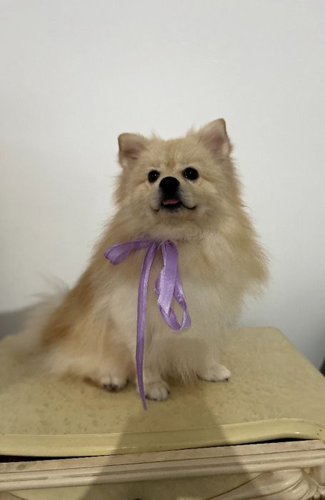 Обіймай і не відпускай  чарівні Померанські шпіци тут!