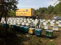 Пчелопакеты,матки, пчелосемьи