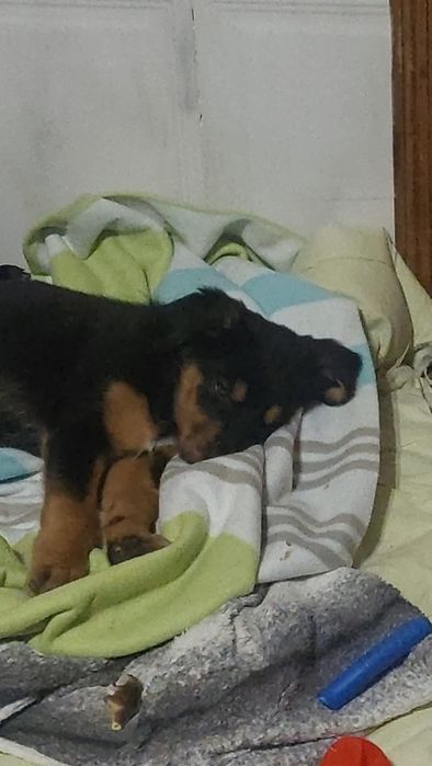 Bebés para adoção responsável (macho e fêmea)