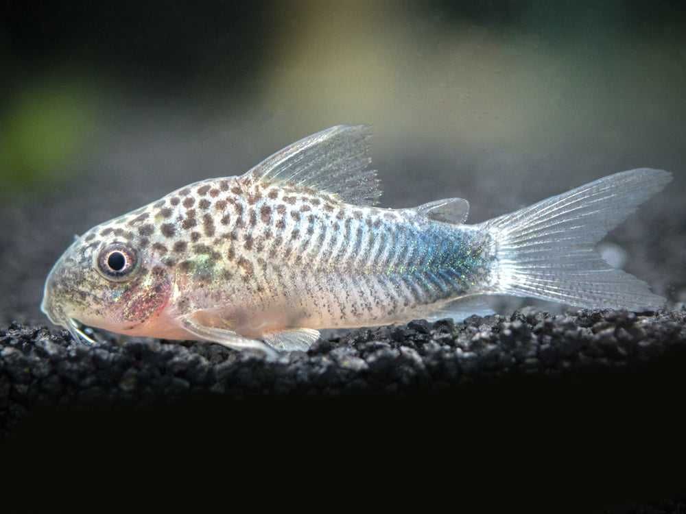 Kirysek szmaragdowoogonowy - Corydoras similis - Kirys - dowóz