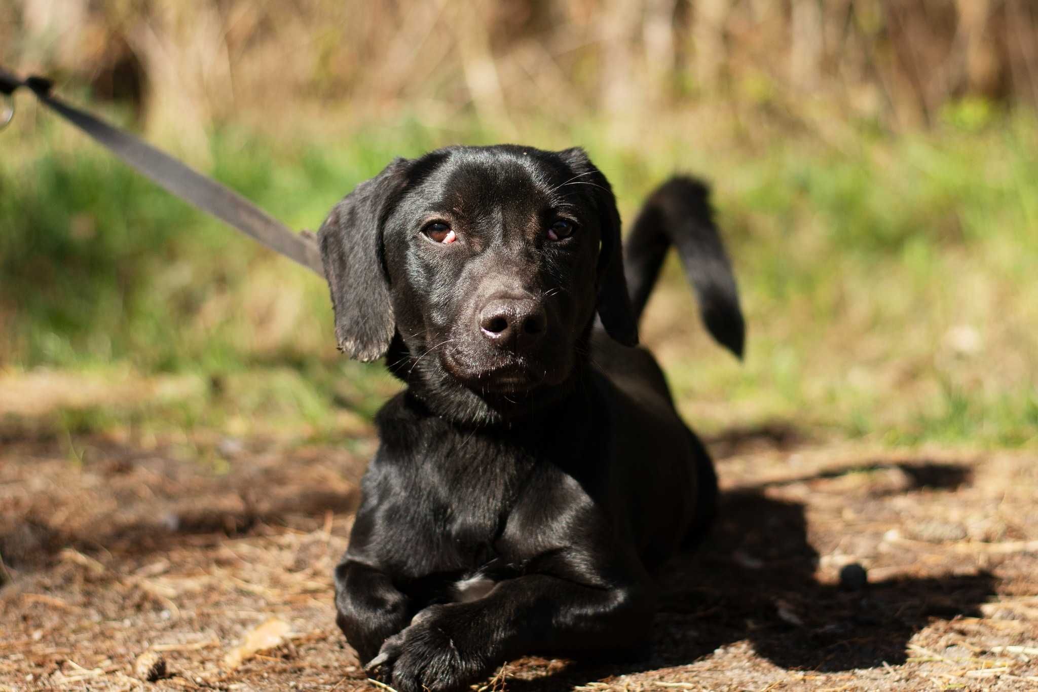 Snoopy - czarny jamnikowaty cudak do adopcji