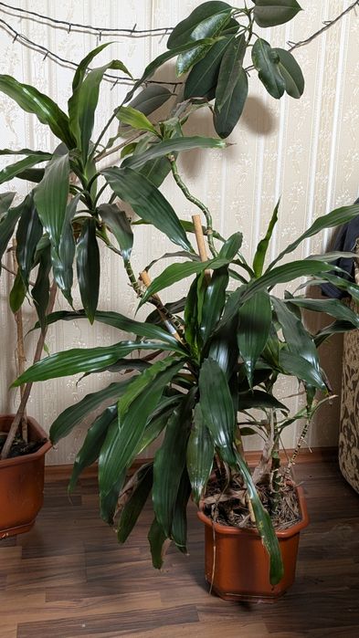 Срочно продам цветы комнатные Драцена ,Фикус