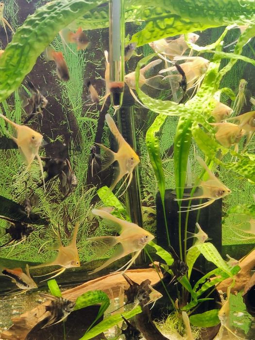 Skalary złote weloniaste