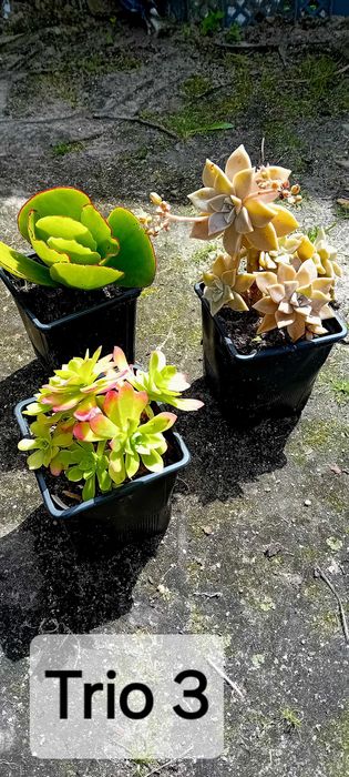 Trio de suculentas em vaso