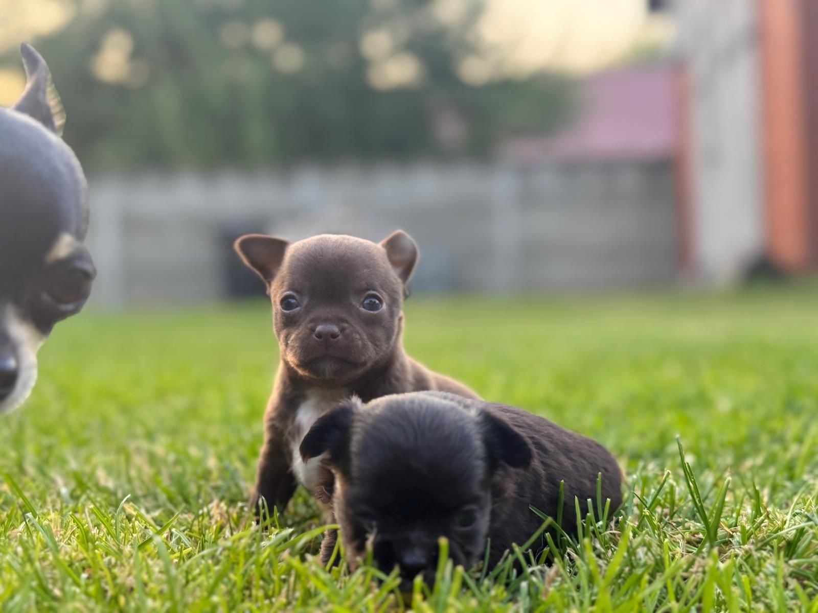 CZEKOLADKA FCI Chihuahua krótkowłosa