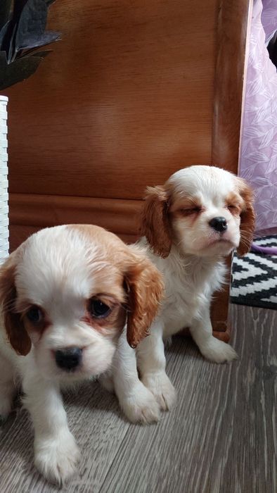 Кавалер Кінг Чарльз Спанієль вибір