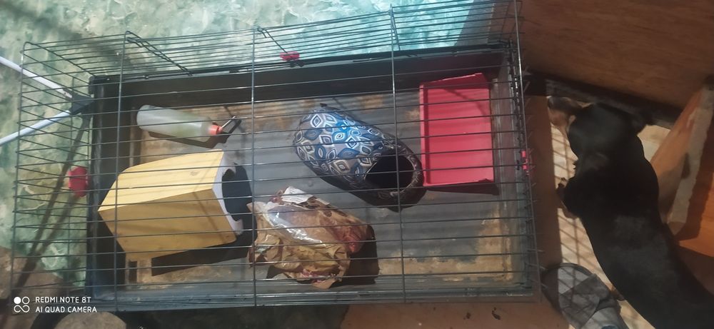 Klatka dla królika lub swinki