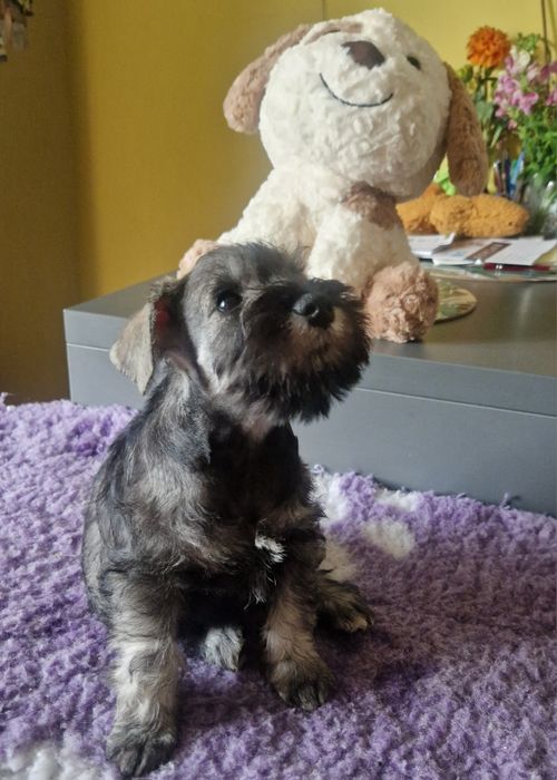 Szczenię sznaucera miniaturowego pieprz I sól  FCI