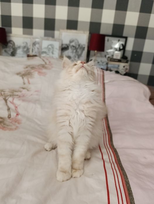 Ruda srebrna kotka do hodowli z prawami