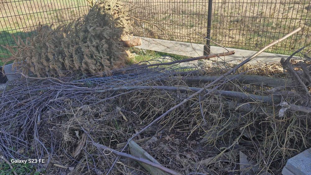 oddam za darmo drewno, gałęzie i palety