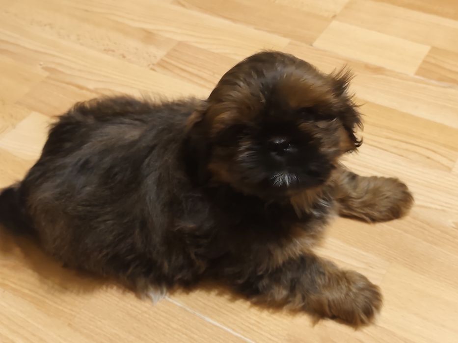 Shit-tzu - piesek -czekoladowy