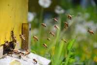 Продам бджолосім'ї, бджолопакети, улья и суш (Ціна договірна)