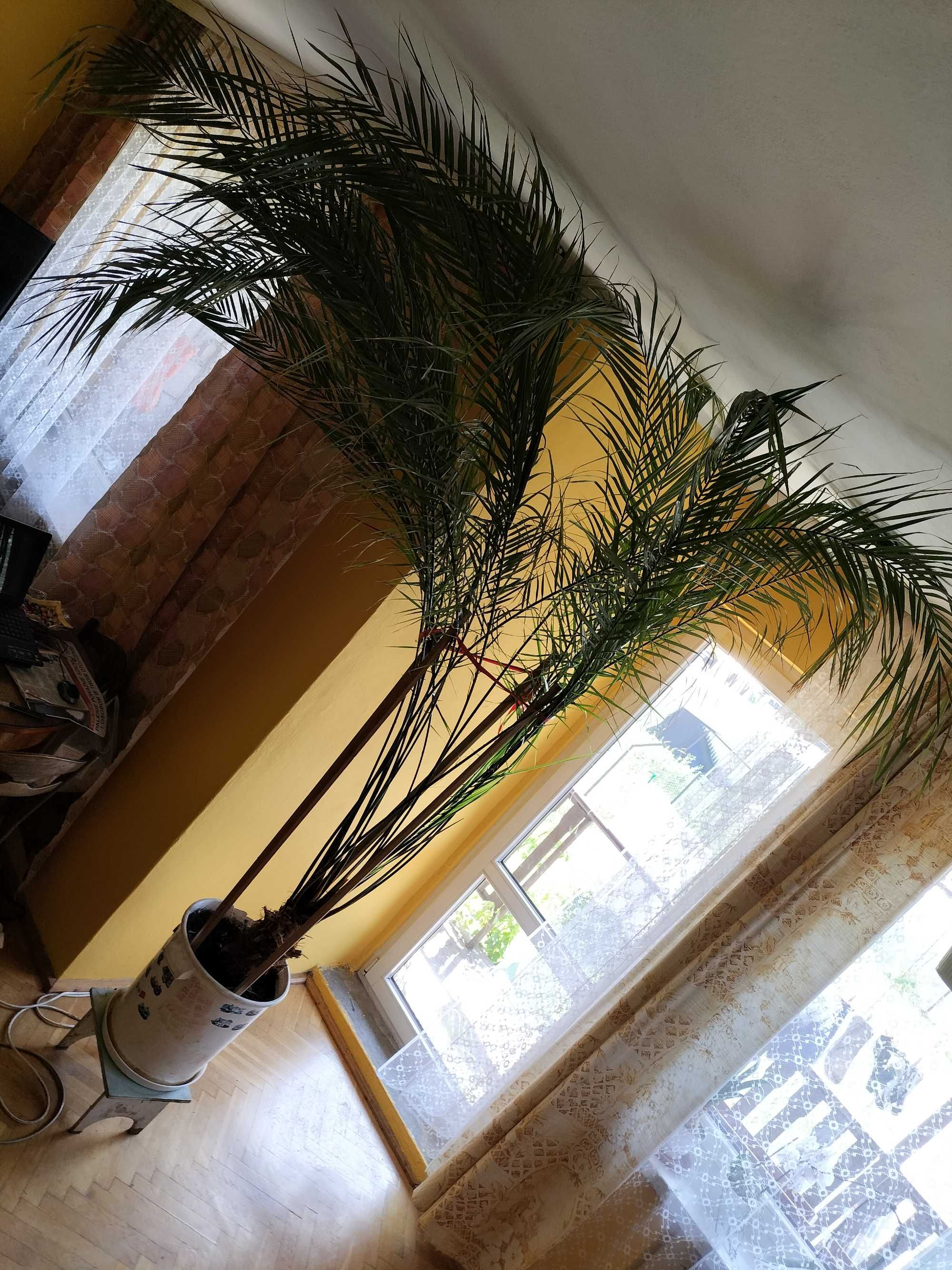 palma królewska, palma kwiat doniczkowy