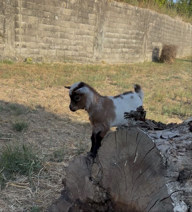 Cabrito anao 2 meses