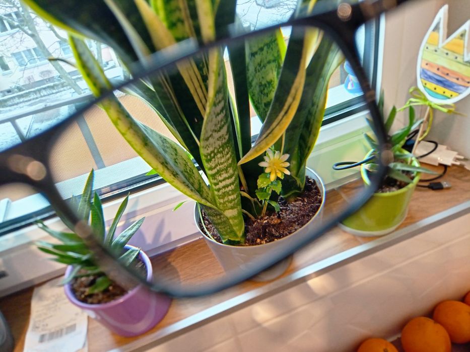 Okulary Emporio Armani