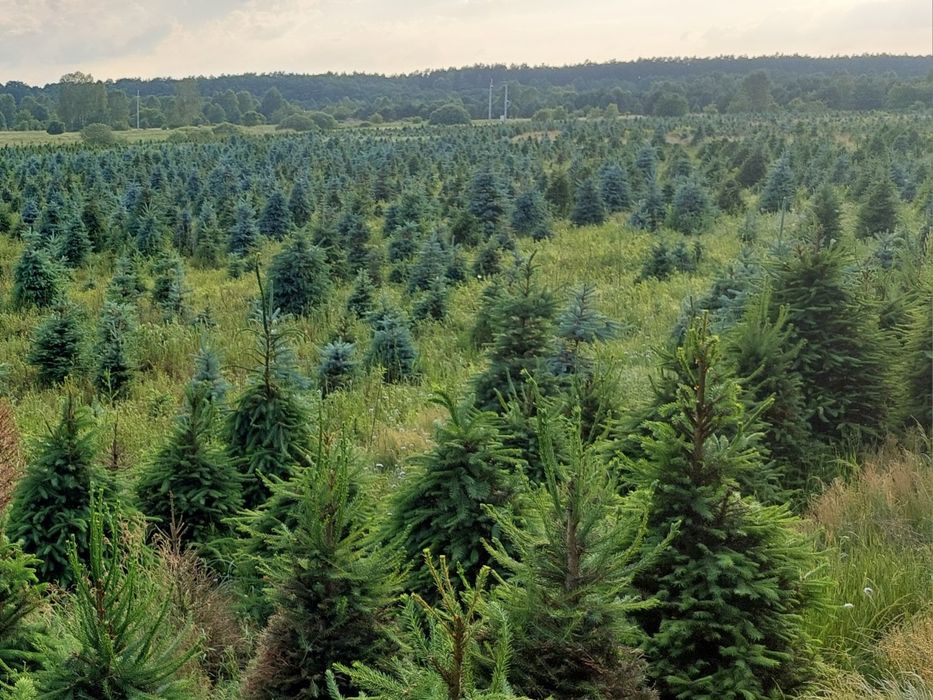 choinki,swierk,swierk srebrny,choinki swiąteczne,nie jodły