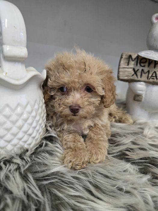Maltipoo hybryda pudel toy maltanczyk chłopiec