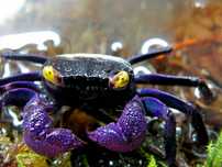 Krab kraby vampire wampir
