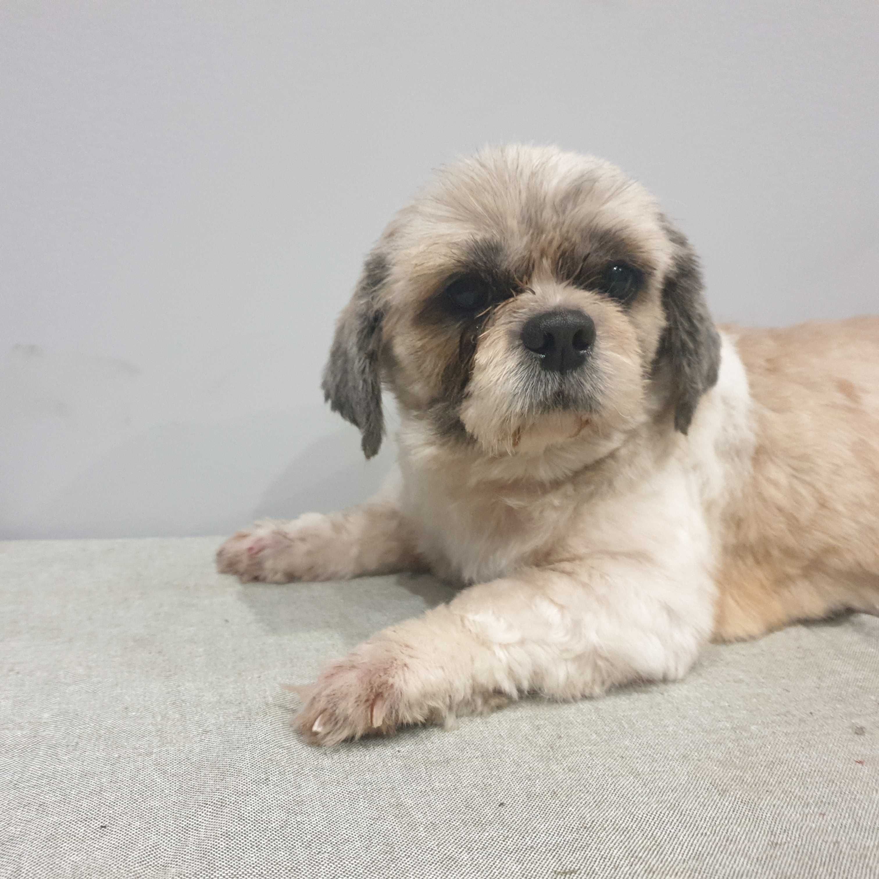 Suczka Shih-Tzu z metryką ZKwP (FCI)
