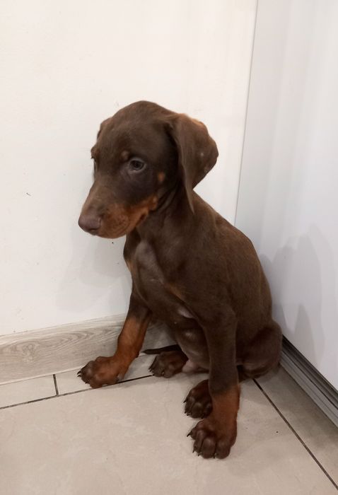 Doberman suczka czekoladowa