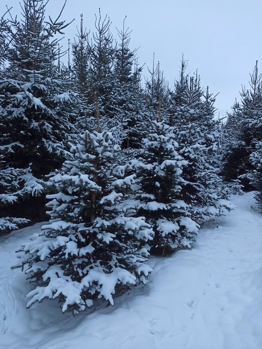 Choinki, srebrne i pospolite, plantacja
