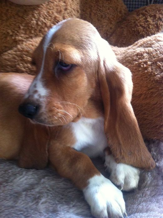 Basset hound urocza suczka   - REZERWACJA -