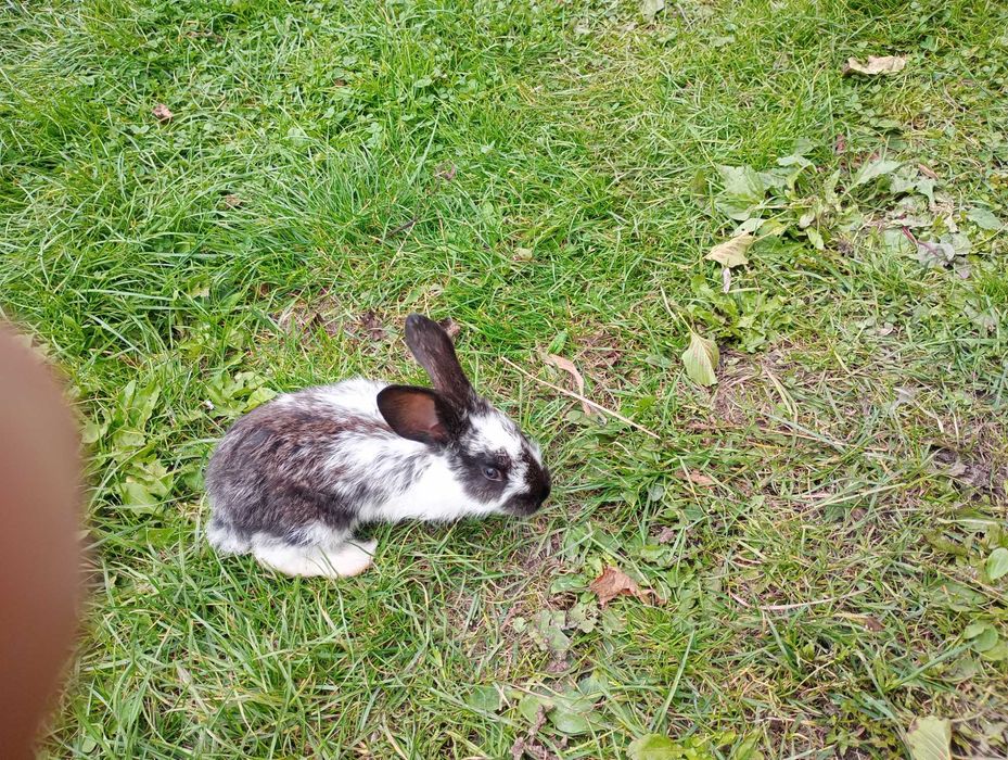 Króle króliki samce samice