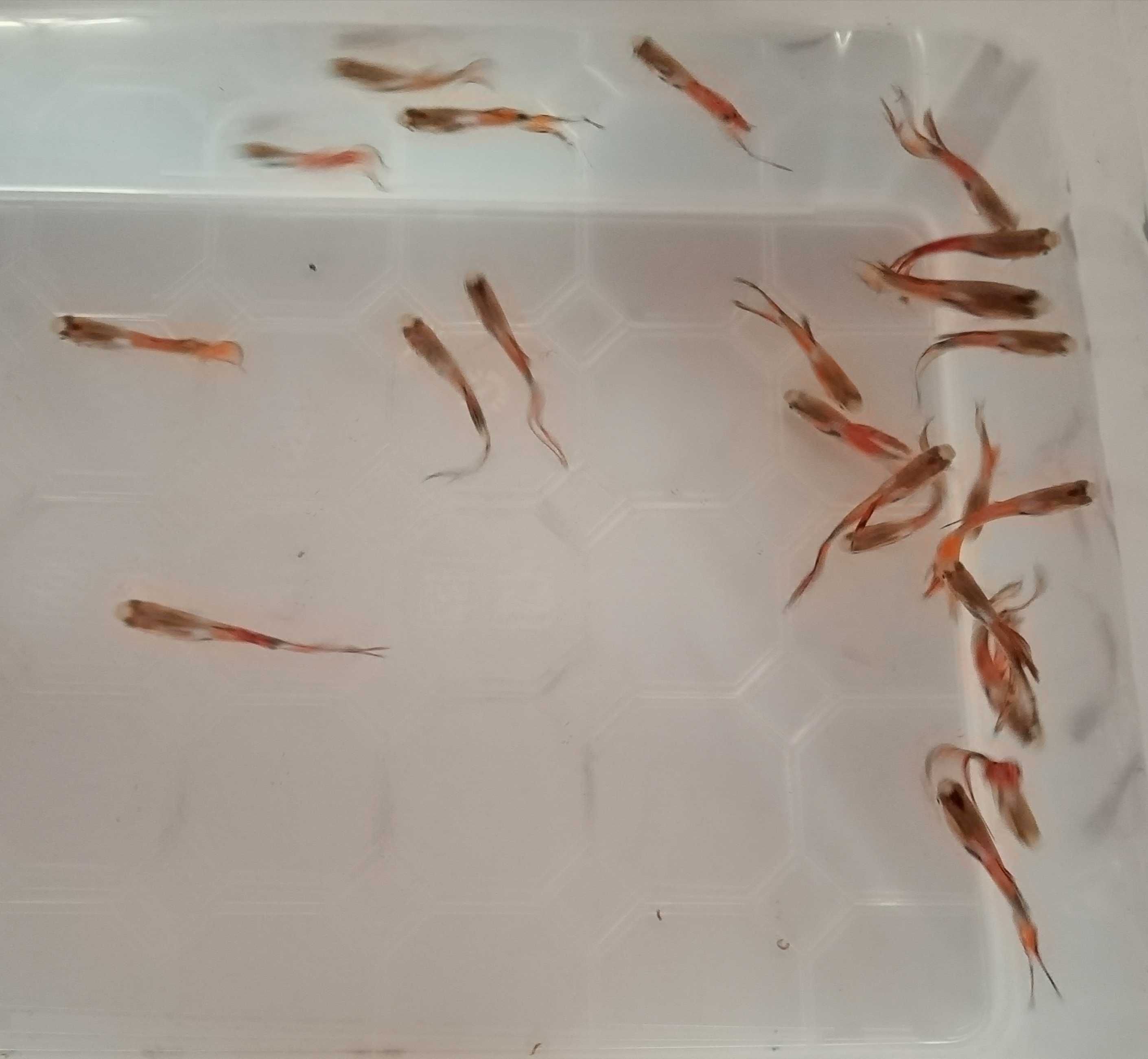 Crias de Guppy's