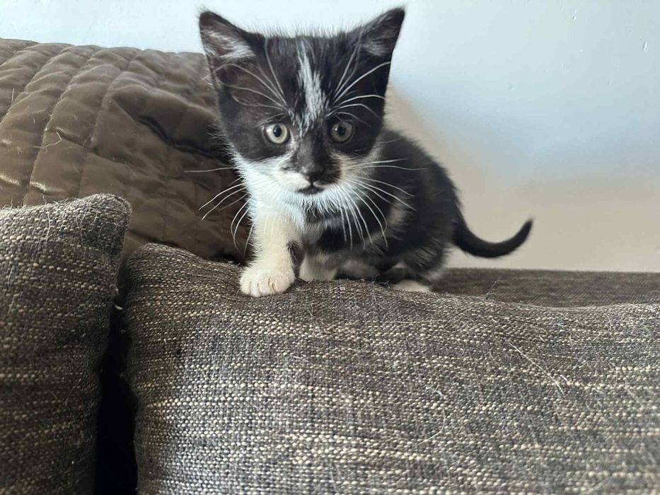 dwumiesięczne koty do adopcji