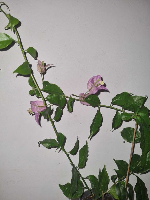 Квітуча бугенвілія