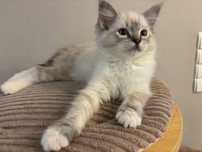 Ragdoll piękny kot do Felinoterapii FPL FIFE