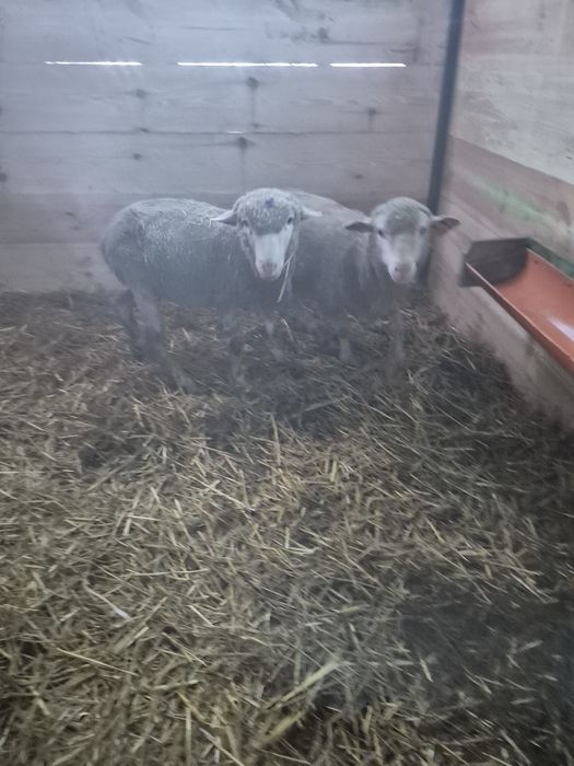 Sprzedam barana merynosa