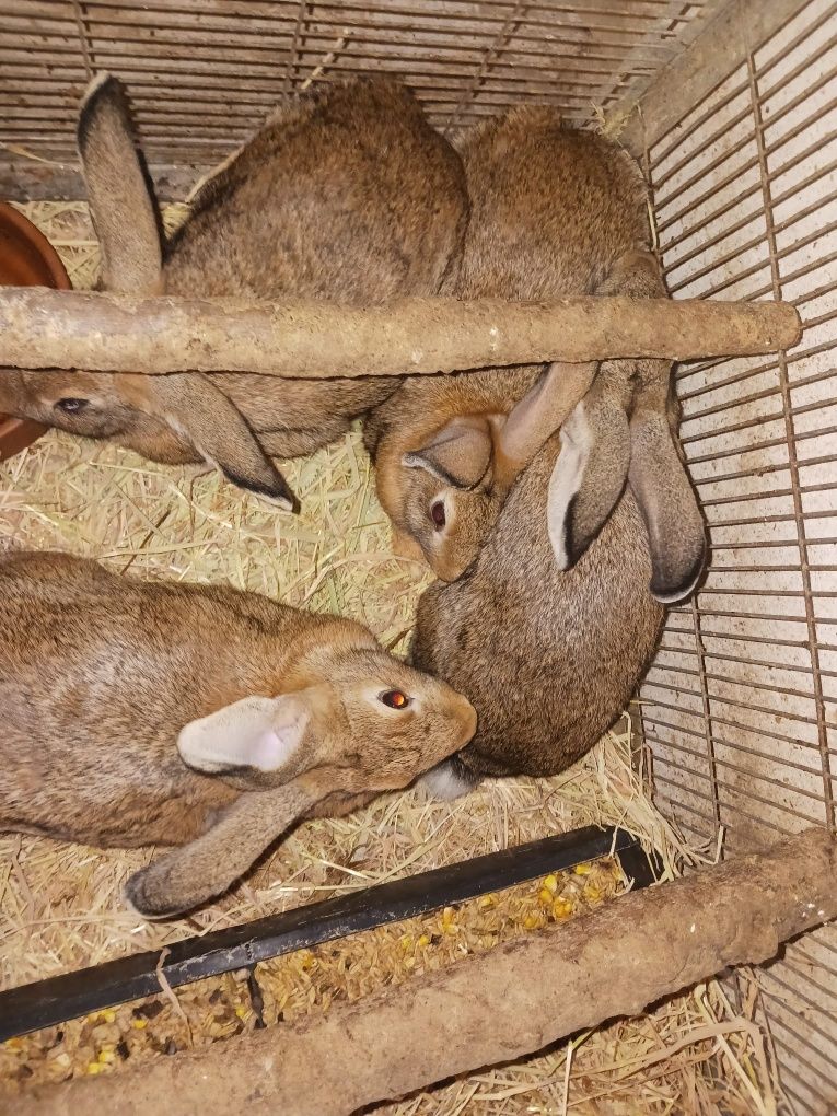 Vendo coelhos caseiros
