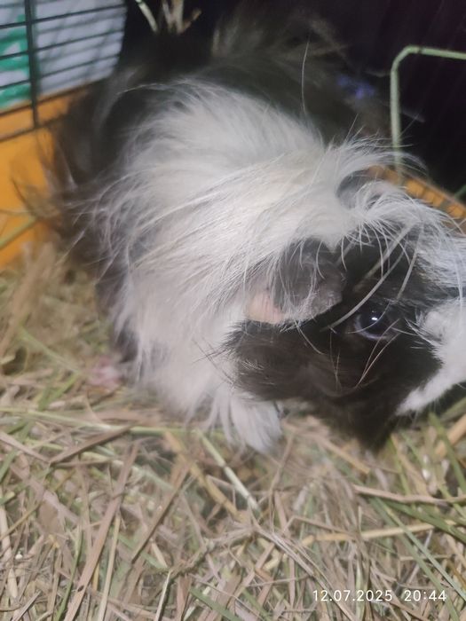 Срочно продам морских свинок розеточных