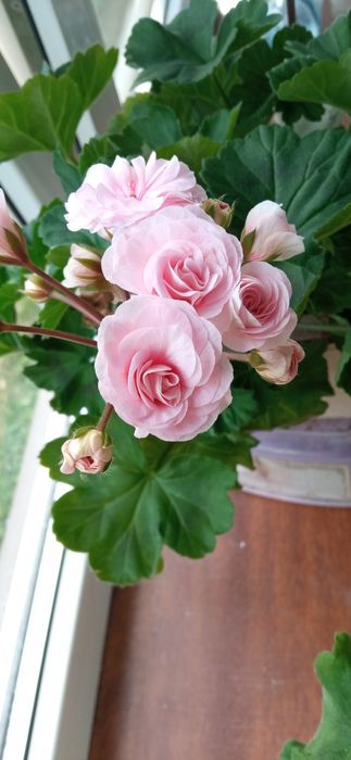 Пеларгонія  Ю Белла