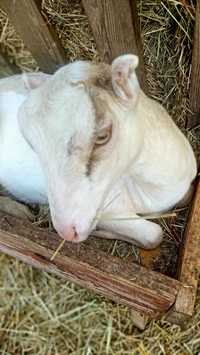 Продам козу породи Ламанча
