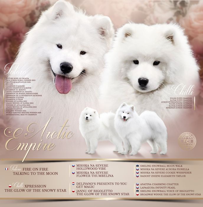 Samoyed szczeniak odbiór wiosna