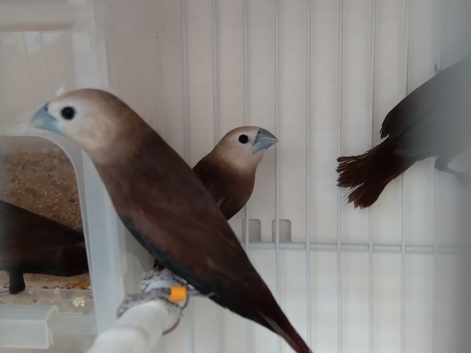 Mniszki białogłowe (L. maja) i nadobne (L. flaviprymna)