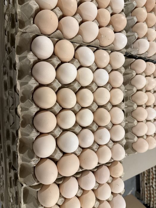 jajka (L) hurt/detal na sprzedarz wolny wybieg