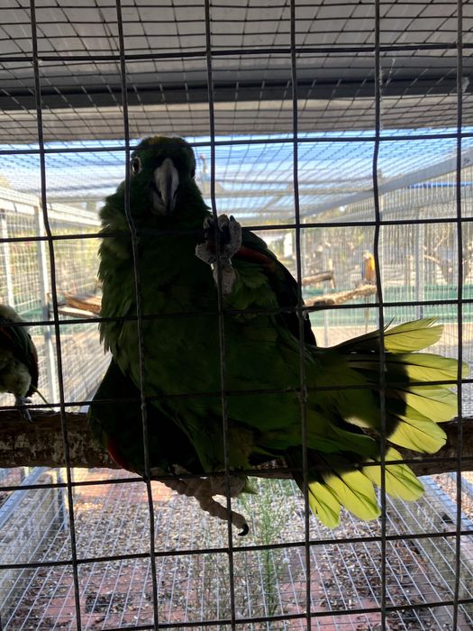 Papagaios Amazona Farinosa