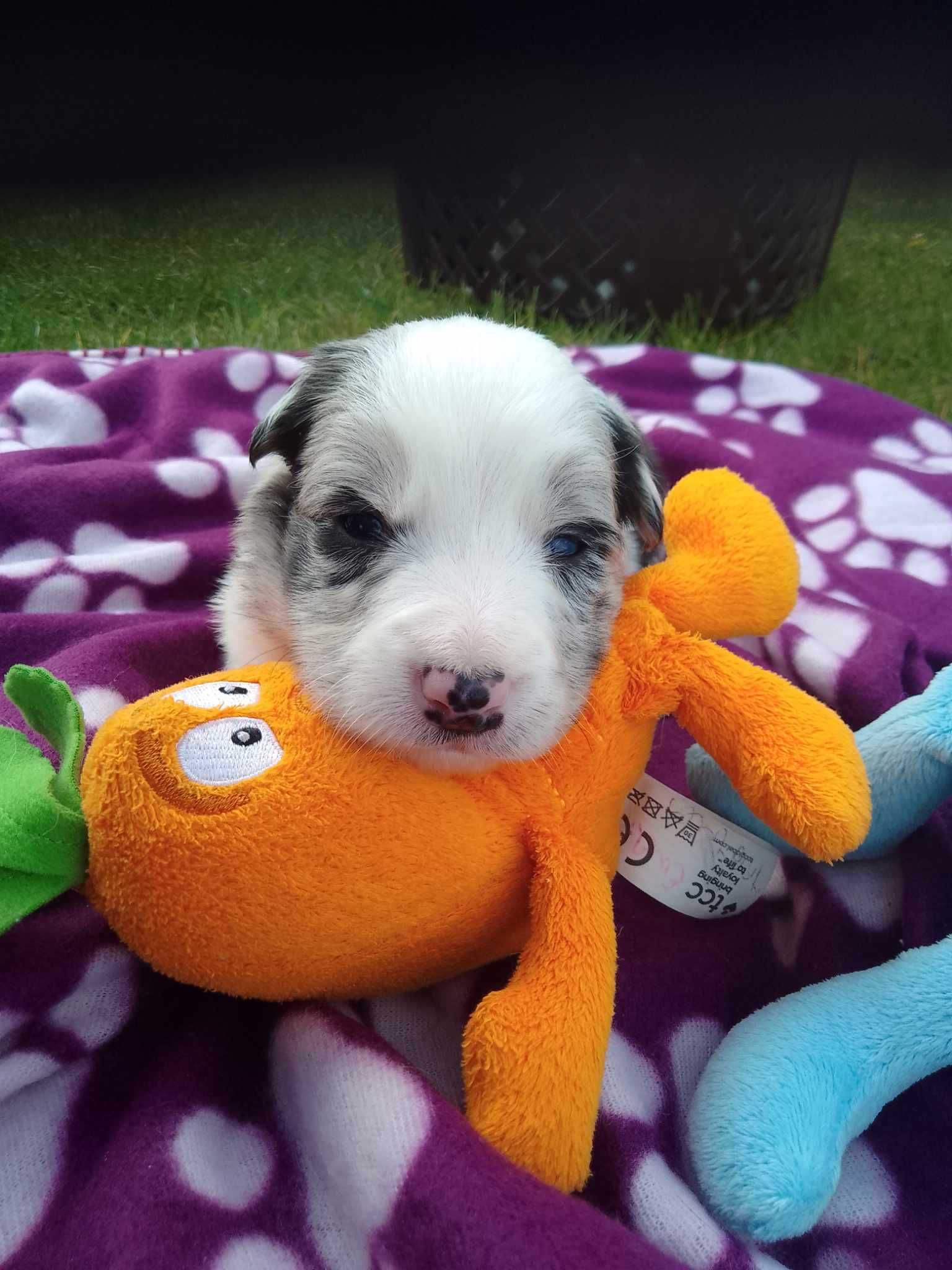 Border Collie FCI suczka blue merle do dogoterapii