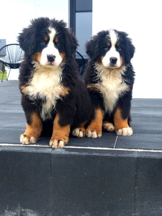 Berneński Pies Pasterski